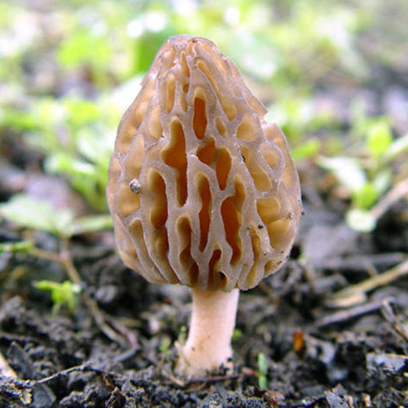 吃什么食物可以减肥？介绍几种瘦身食物